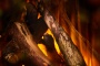 New Forest 870 with Deluxe Real logs - 870 мм. Фото 4